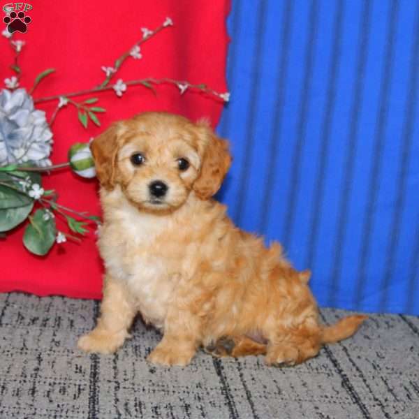 Emma, Mini Goldendoodle Puppy