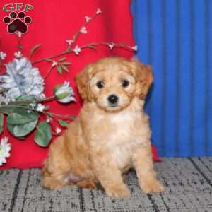 Emma, Mini Goldendoodle Puppy