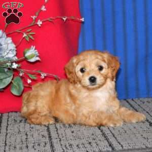 Emma, Mini Goldendoodle Puppy