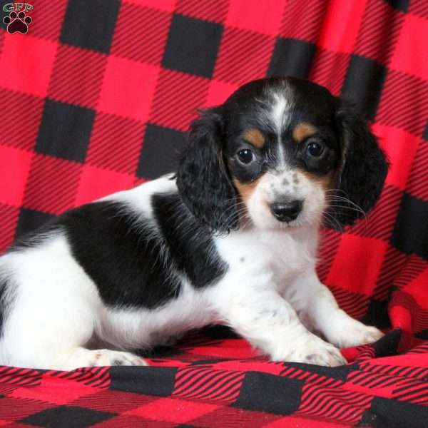 Emmy, Dachshund Puppy