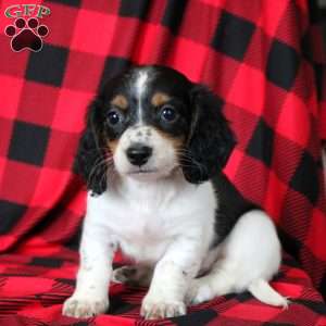 Emmy, Dachshund Puppy