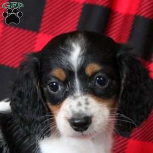 Emmy, Dachshund Puppy