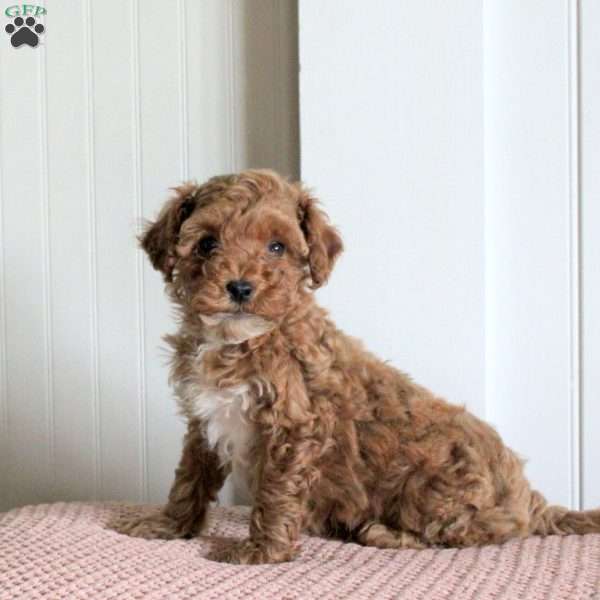 Enzo, Cavapoo Puppy