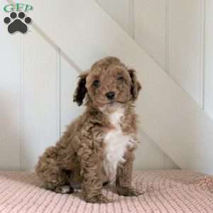Enzo, Cavapoo Puppy