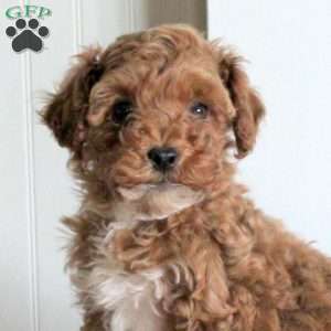 Enzo, Cavapoo Puppy