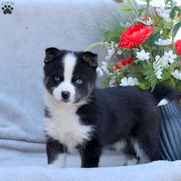 Eric, Pomsky Puppy
