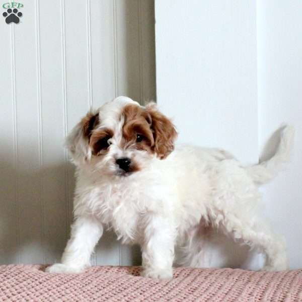 Eric, Cavapoo Puppy