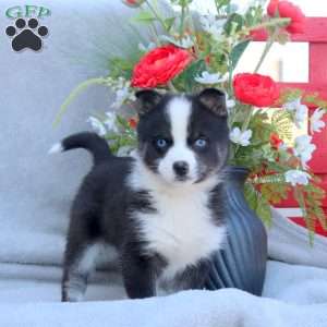 Eric, Pomsky Puppy