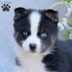 Eric, Pomsky Puppy
