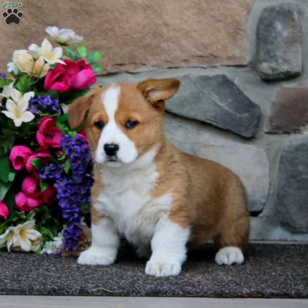 Eric, Pembroke Welsh Corgi Puppy