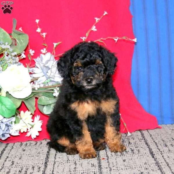 Eric, Mini Goldendoodle Puppy