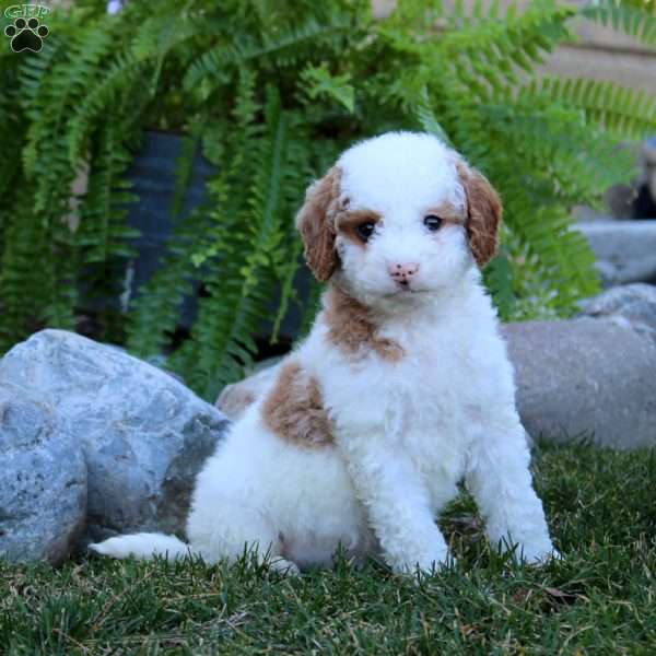 Eric, Miniature Poodle Puppy