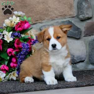 Eric, Pembroke Welsh Corgi Puppy