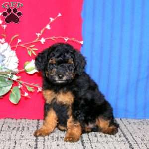 Eric, Mini Goldendoodle Puppy