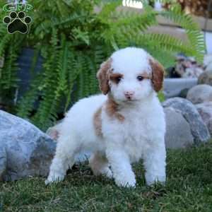 Eric, Miniature Poodle Puppy