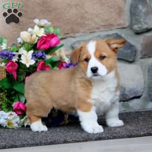Eric, Pembroke Welsh Corgi Puppy