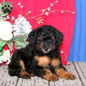 Eric, Mini Goldendoodle Puppy