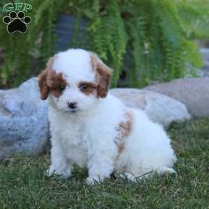 Erma, Miniature Poodle Puppy