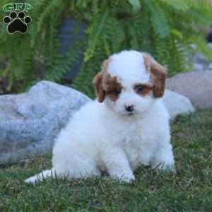 Erma, Miniature Poodle Puppy
