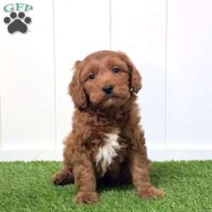 Ernie, Mini Goldendoodle Puppy