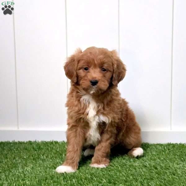 Esme, Mini Goldendoodle Puppy