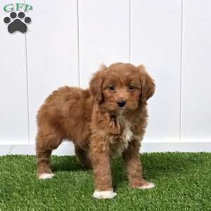 Esme, Mini Goldendoodle Puppy