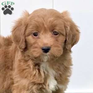 Esme, Mini Goldendoodle Puppy