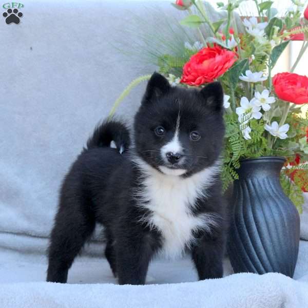 Ethan, Pomsky Puppy