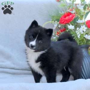 Ethan, Pomsky Puppy