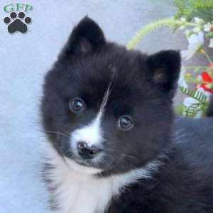 Ethan, Pomsky Puppy