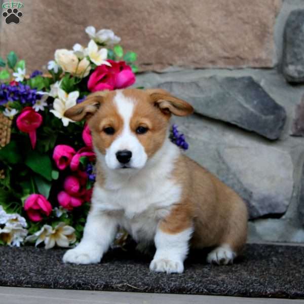 Ethan, Pembroke Welsh Corgi Puppy