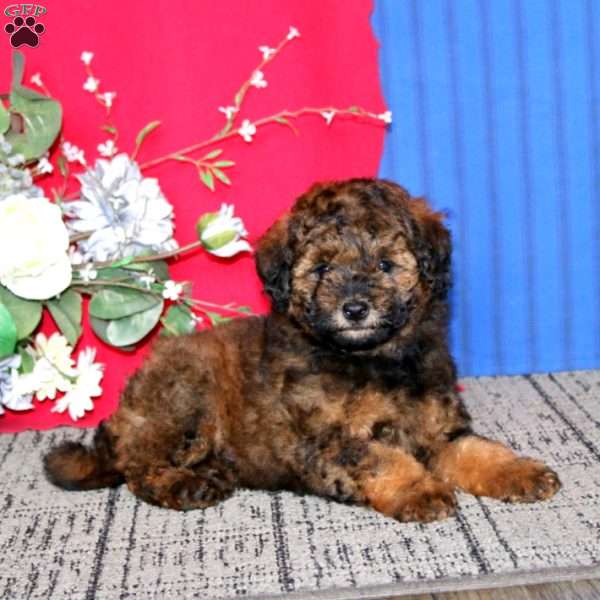 Ethan, Mini Goldendoodle Puppy