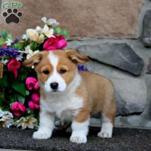 Ethan, Pembroke Welsh Corgi Puppy