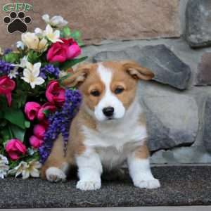 Ethan, Pembroke Welsh Corgi Puppy