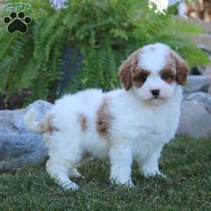 Ethan, Miniature Poodle Puppy