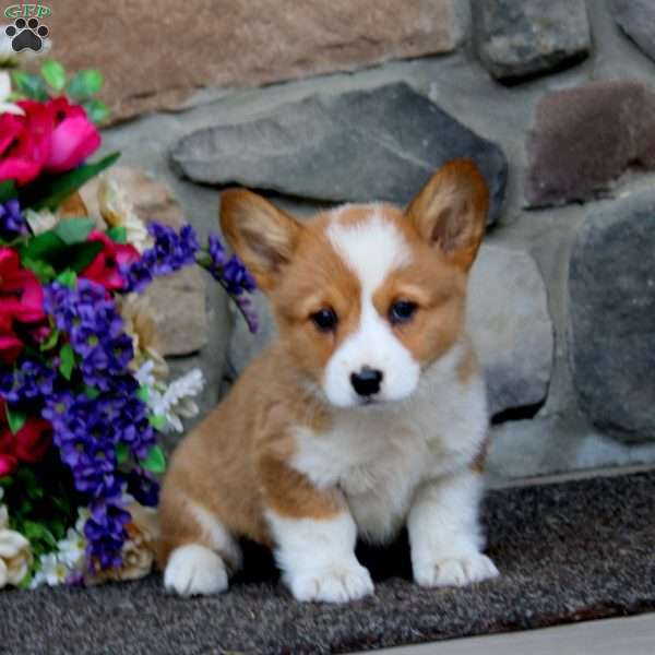 Eva, Pembroke Welsh Corgi Puppy