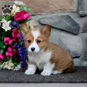 Eva, Pembroke Welsh Corgi Puppy