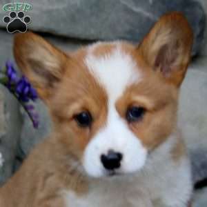 Eva, Pembroke Welsh Corgi Puppy