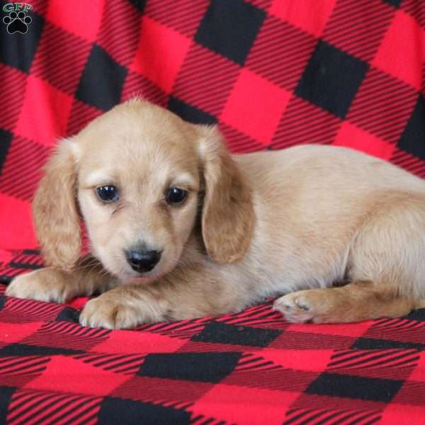 Evan, Dachshund Puppy