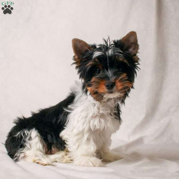 Evan, Biewer Terrier Puppy