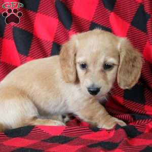 Evan, Dachshund Puppy