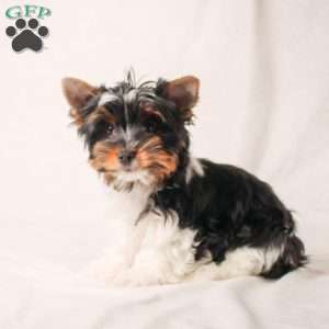 Evan, Biewer Terrier Puppy