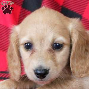 Evan, Dachshund Puppy