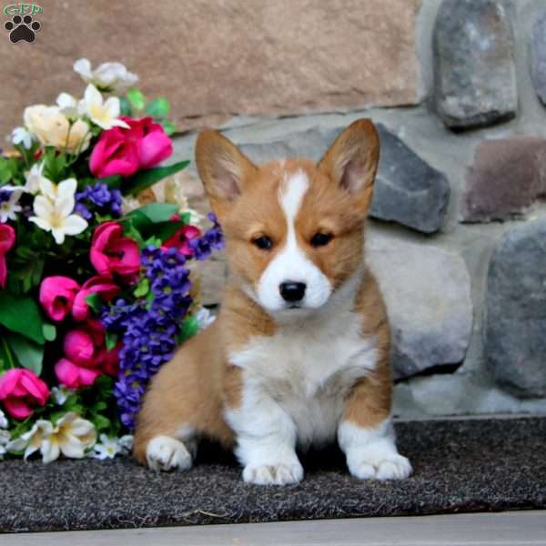 Evan, Pembroke Welsh Corgi Puppy