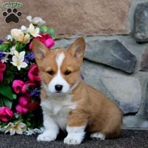 Evan, Pembroke Welsh Corgi Puppy