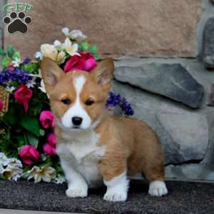 Evan, Pembroke Welsh Corgi Puppy