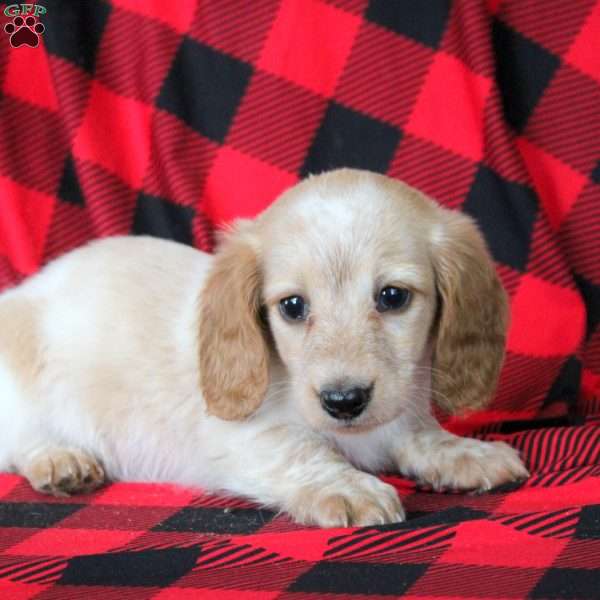 Everett, Dachshund Puppy