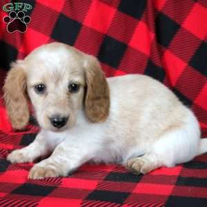 Everett, Dachshund Puppy