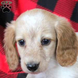 Everett, Dachshund Puppy