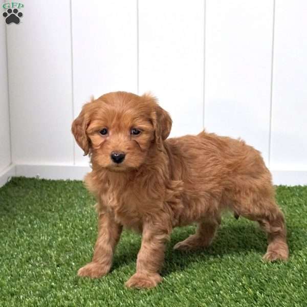 Evie, Mini Goldendoodle Puppy